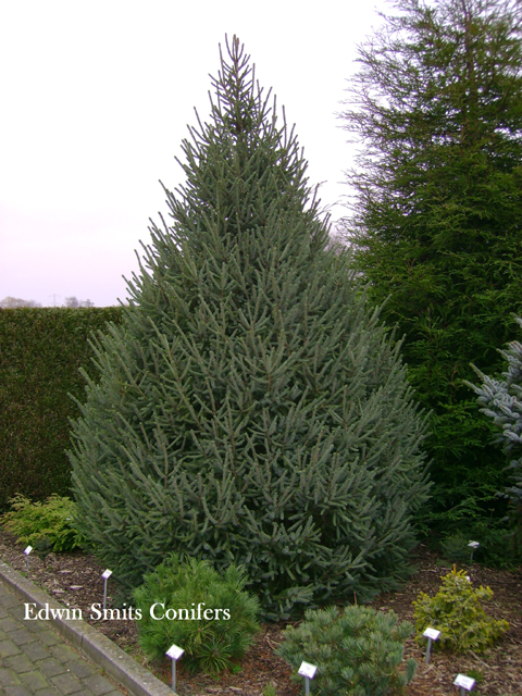 Picea balfouriana (Picea likiangensis </em>var.<em> balfouriana) 'Filips Conical'